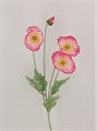 Pink Poppy Spray