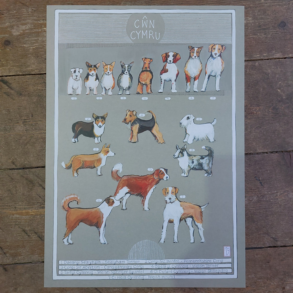 Cŵn Cymru gan Ffion Gwyn