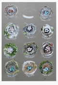 Nythod / Nests A3 print by Ffion Gwyn
