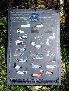 Hwyaid / Ducks A3 print by Ffion Gwyn