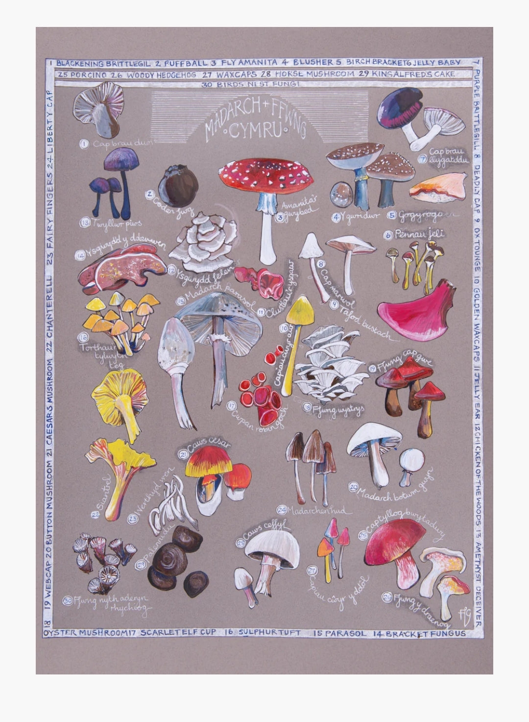 Madarch a ffwng / Mushrooms and funghi A3 print by Ffion Gwyn