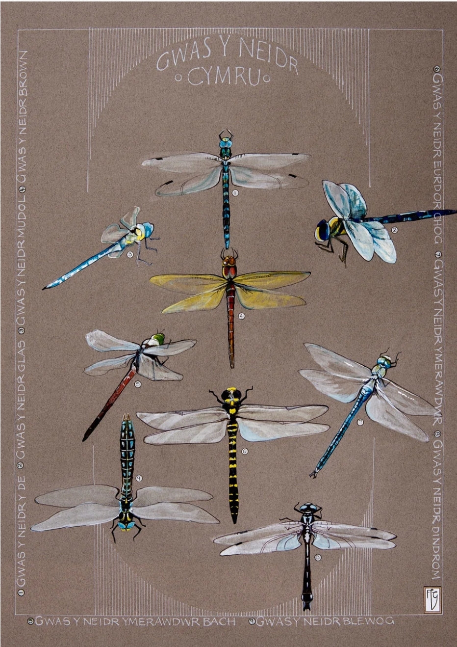 Gwas y Neidr / Dragonflies A3 print by Ffion Gwyn