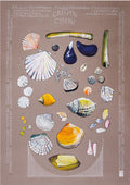 Cregyn / Shells A3 print by Ffion Gwyn