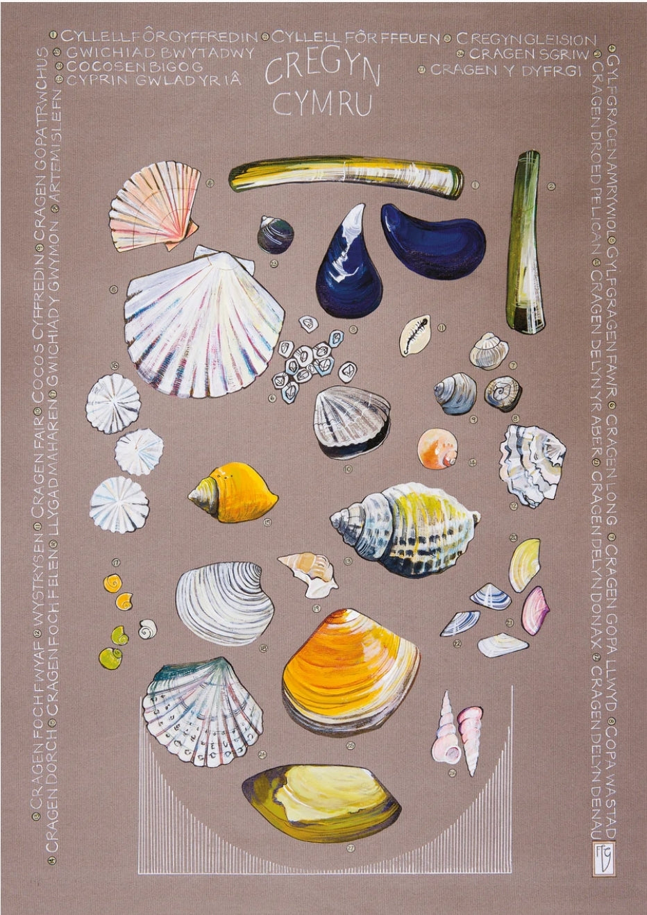 Cregyn / Shells A3 print by Ffion Gwyn