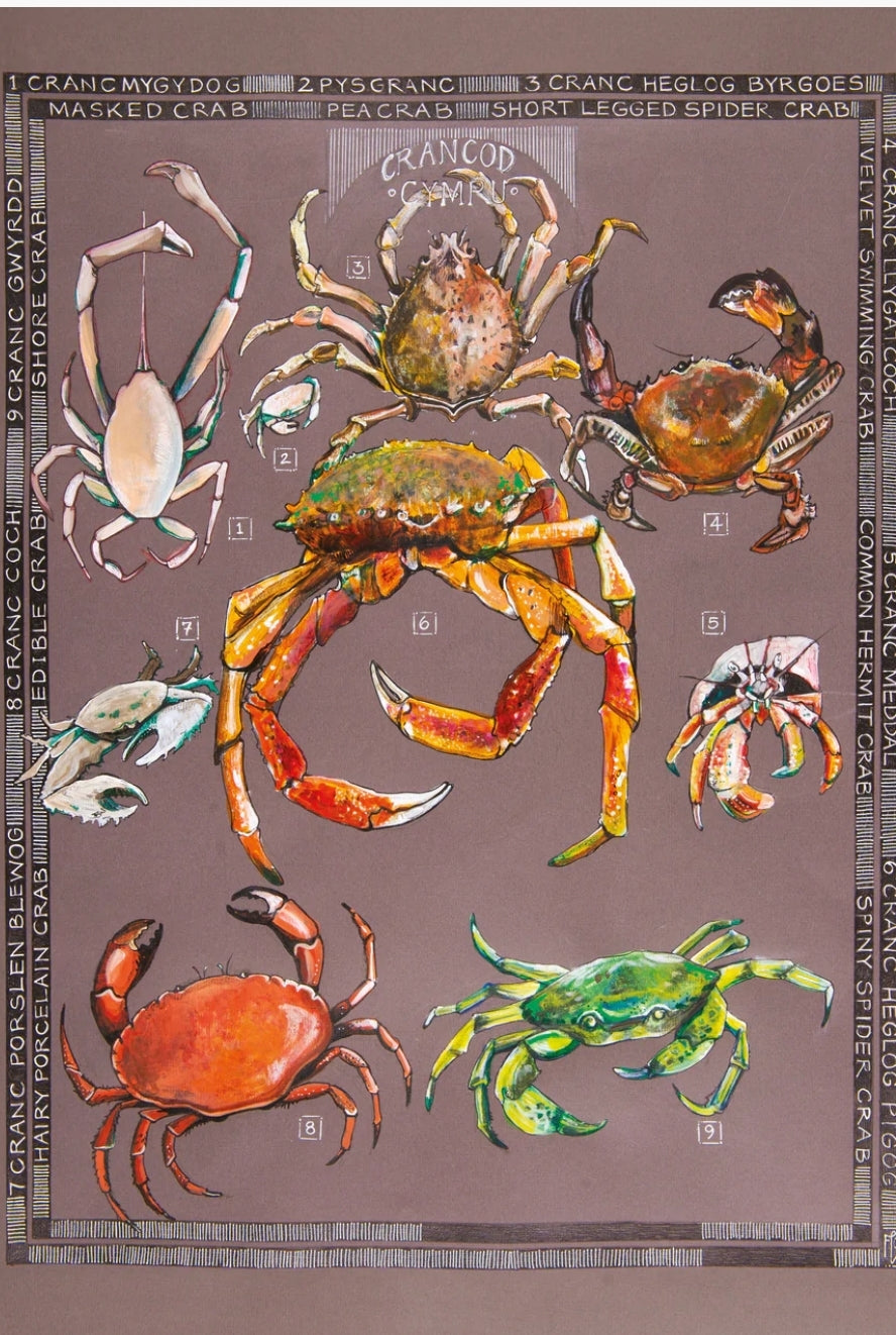 Crancod / Crabs A3 print by Ffion Gwyn