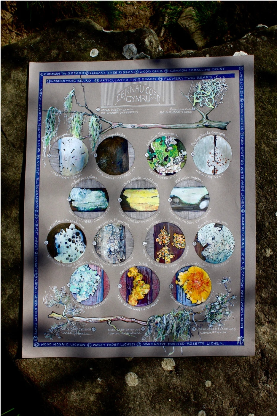 Cennau Coed / Lichens A3 print by Ffion Gwyn